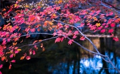 怎么喂老公吃小兔兔